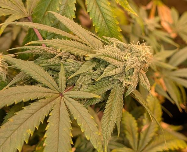 Strawberry Banana. Week 21