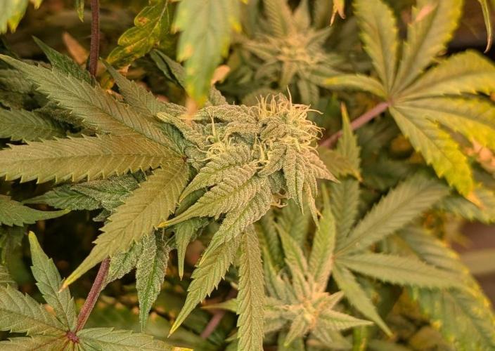 Strawberry Banana. Week 21