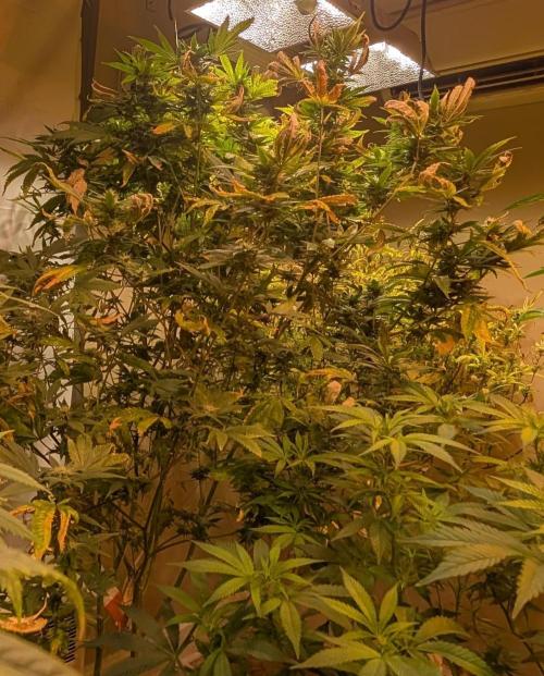 Hellfire OG. Week 21