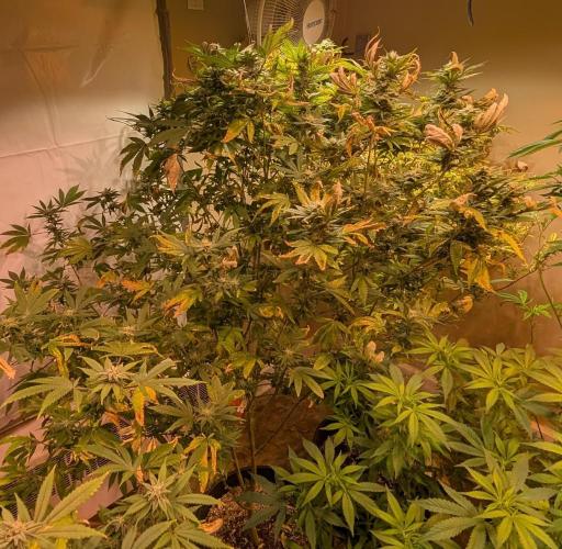 Hellfire OG. Week 21