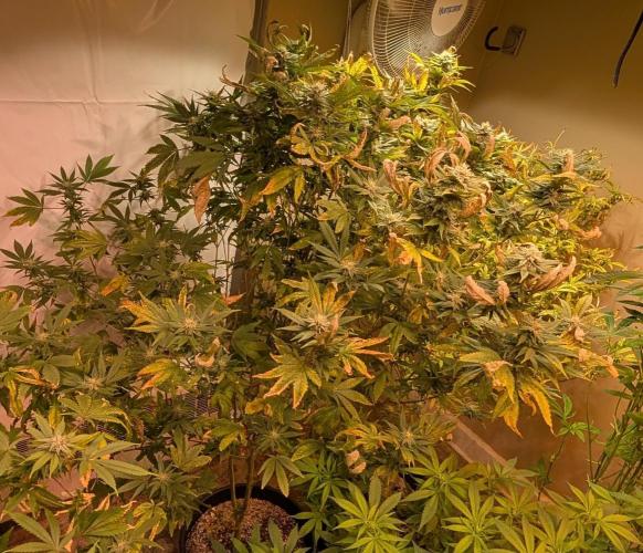 Hellfire OG. Week 21