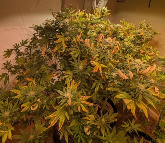 Hellfire OG. Week 21