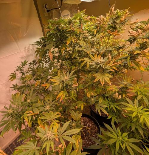 Hellfire OG. Week 21