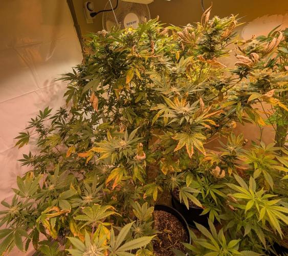 Hellfire OG. Week 21