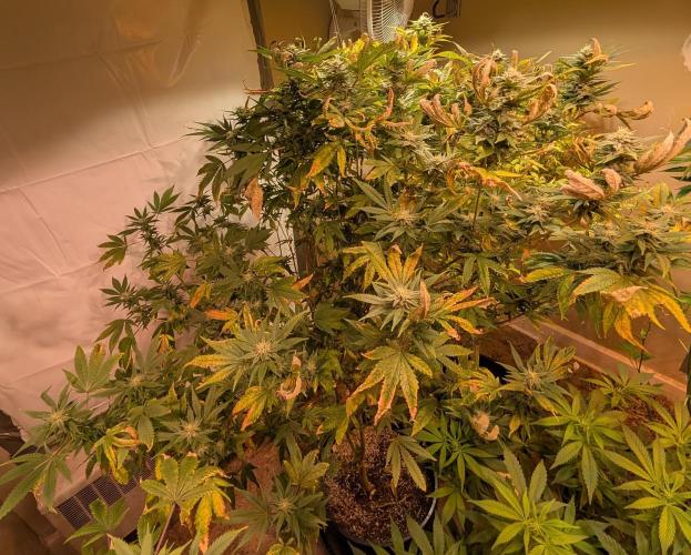 Hellfire OG. Week 21