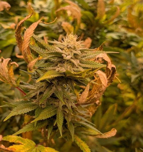 Hellfire OG. Week 21