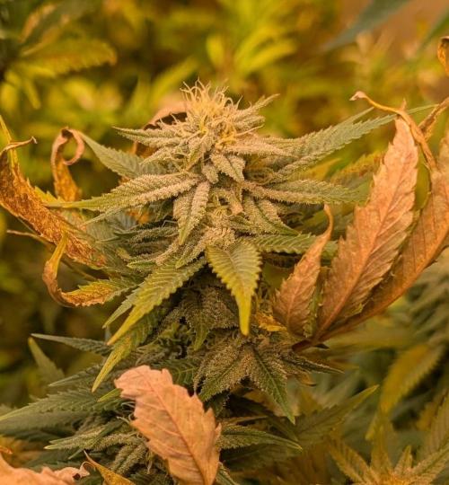 Hellfire OG. Week 21