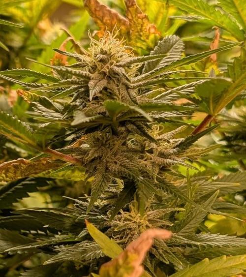 Hellfire OG. Week 21