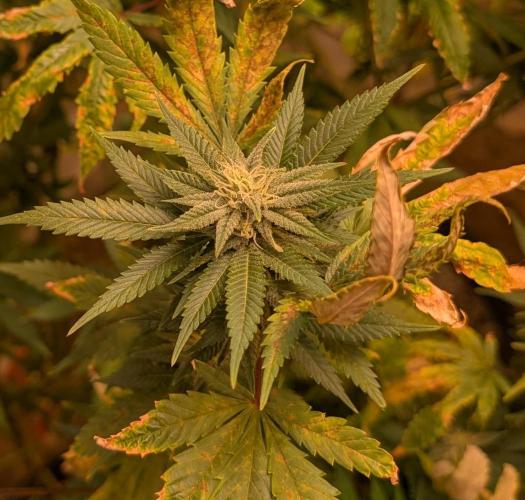 Hellfire OG. Week 21