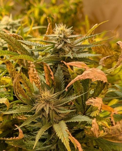 Hellfire OG. Week 21