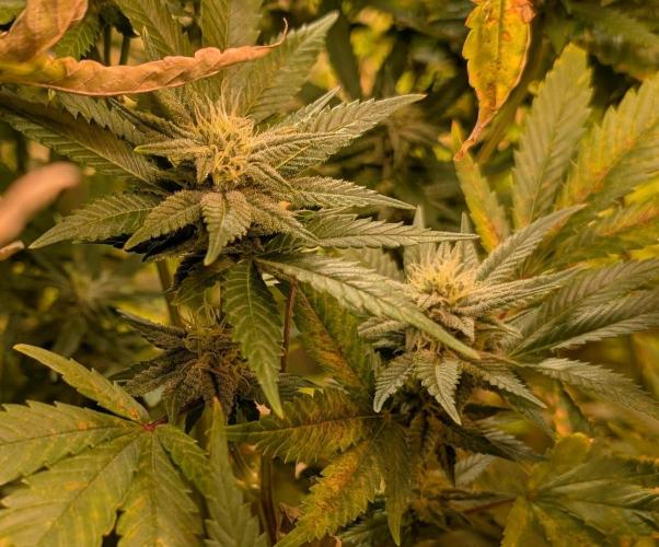 Hellfire OG. Week 21