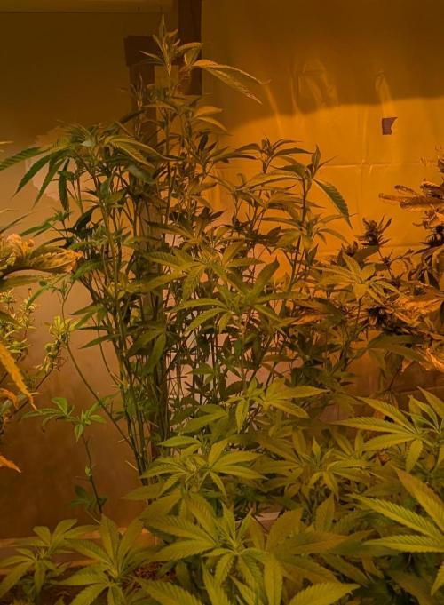 Pure Michigan. Week 21