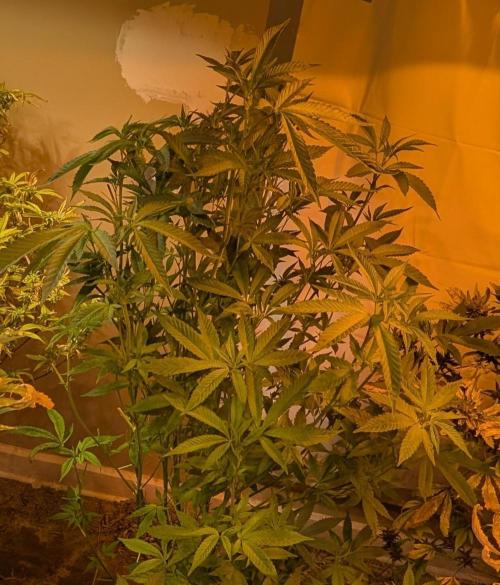 Pure Michigan. Week 21