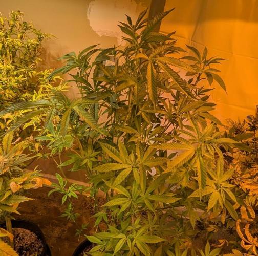 Pure Michigan. Week 21