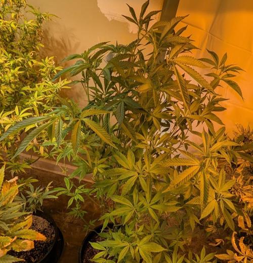 Pure Michigan. Week 21