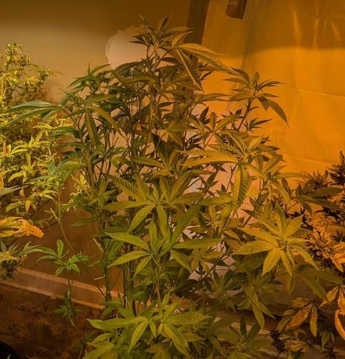 Pure Michigan. Week 21