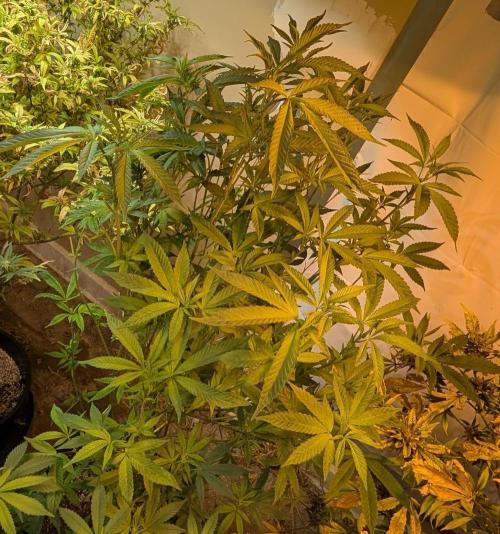 Pure Michigan. Week 21