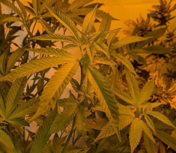 Pure Michigan. Week 21