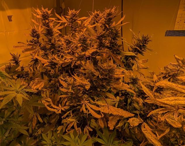 Red Mandarine. Week 21