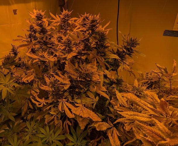 Red Mandarine. Week 21