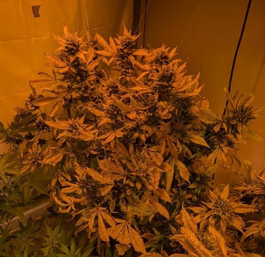 Red Mandarine. Week 21