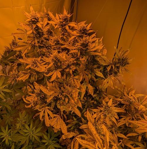 Red Mandarine. Week 21