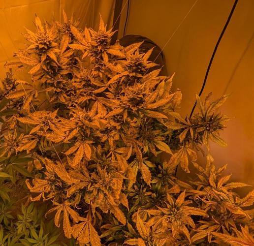 Red Mandarine. Week 21