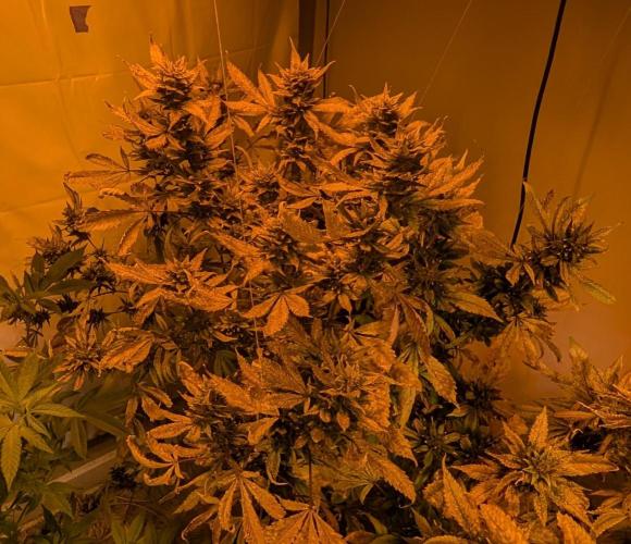 Red Mandarine. Week 21