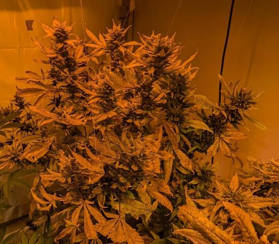 Red Mandarine. Week 21