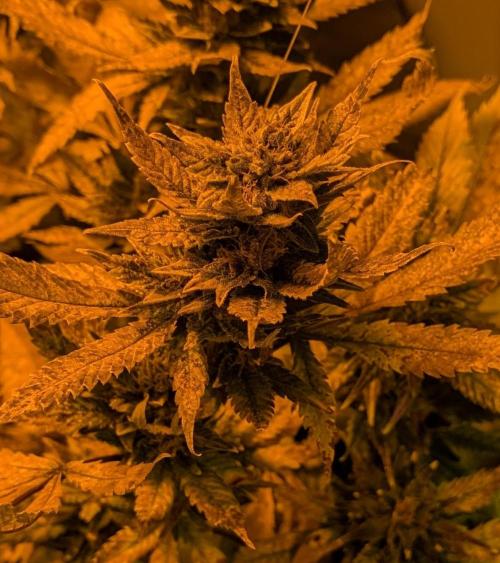 Red Mandarine. Week 21