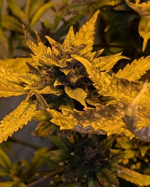 Red Mandarine. Week 21