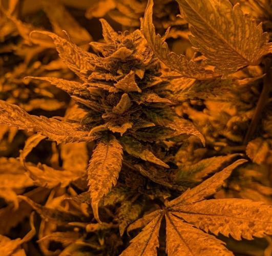 Red Mandarine. Week 21