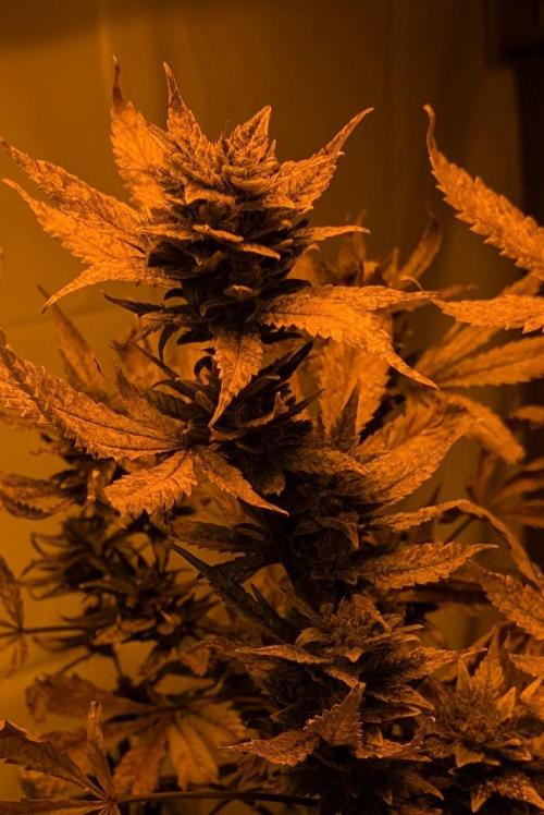 Red Mandarine. Week 21