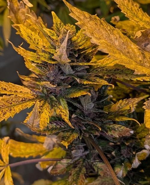 Red Mandarine. Week 21