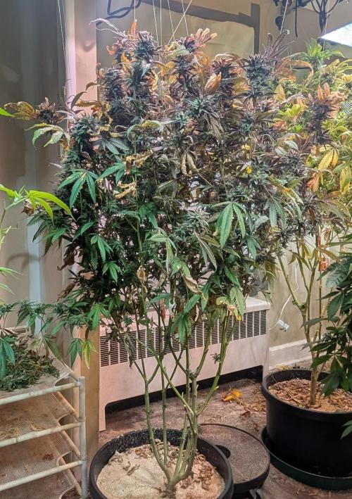 Gold Bar Kush. Week 25