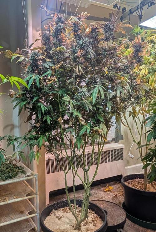 Gold Bar Kush. Week 25