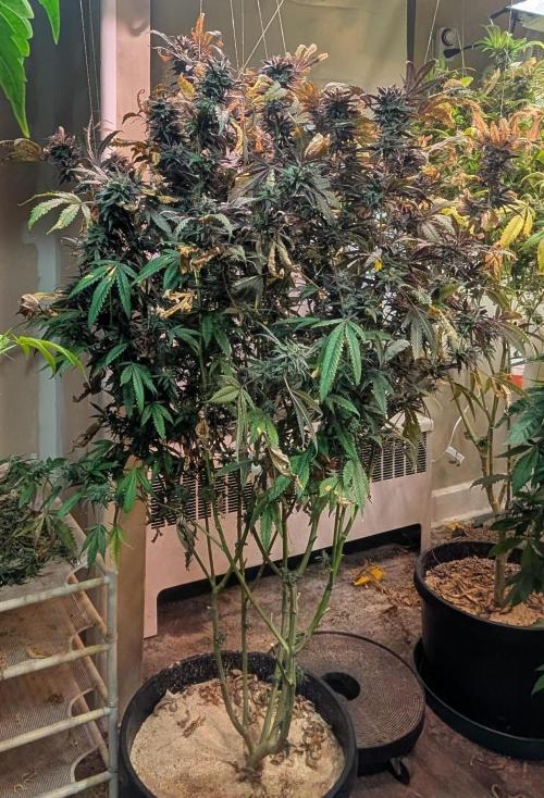 Gold Bar Kush. Week 25