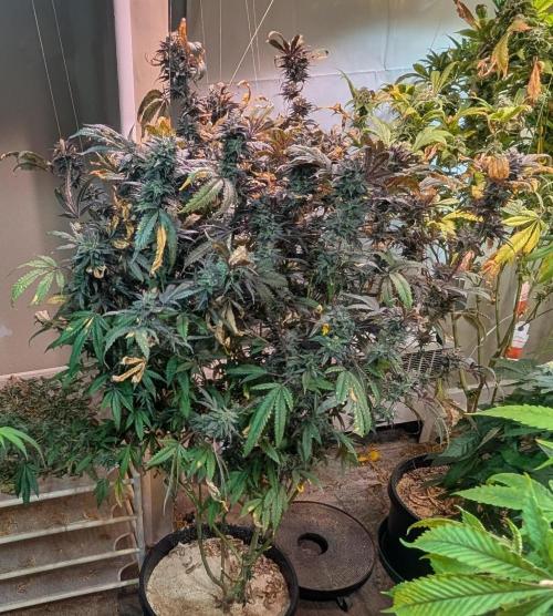 Gold Bar Kush. Week 25