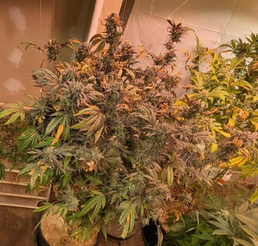 Gold Bar Kush. Week 25