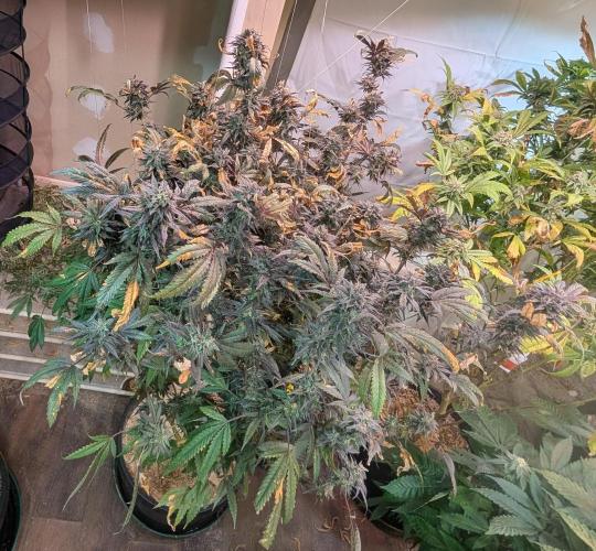 Gold Bar Kush. Week 25