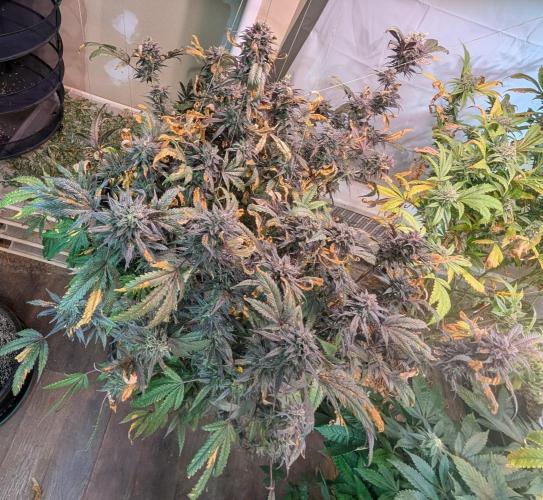 Gold Bar Kush. Week 25