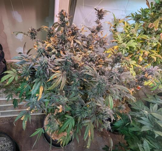 Gold Bar Kush. Week 25