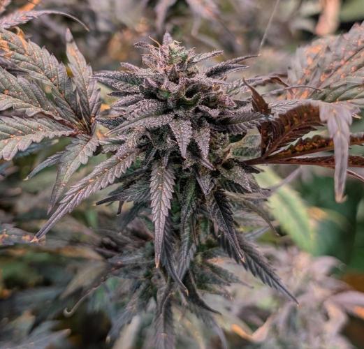 Gold Bar Kush. Week 25