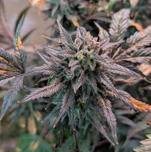 Gold Bar Kush. Week 25