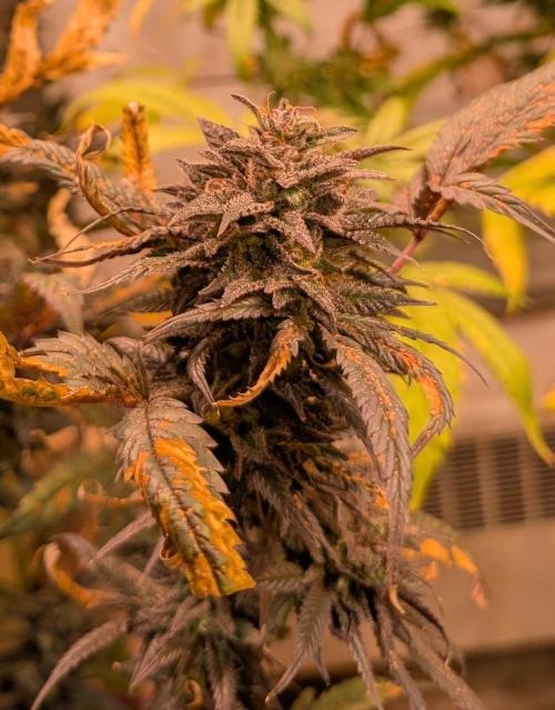 Gold Bar Kush. Week 25