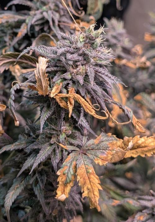 Gold Bar Kush. Week 25