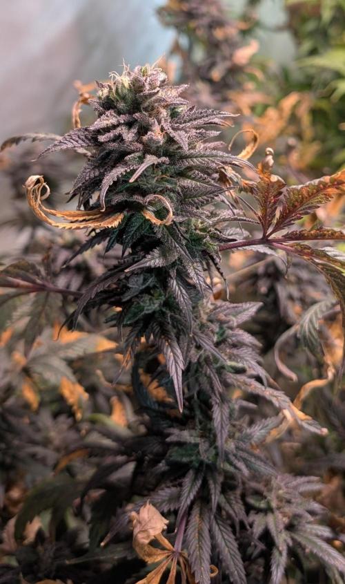 Gold Bar Kush. Week 25