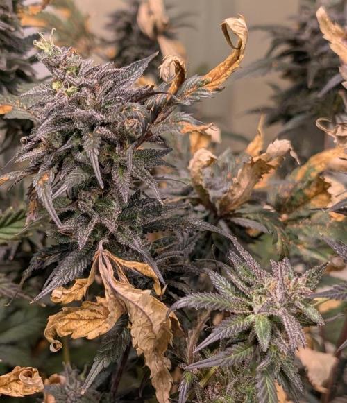 Gold Bar Kush. Week 25