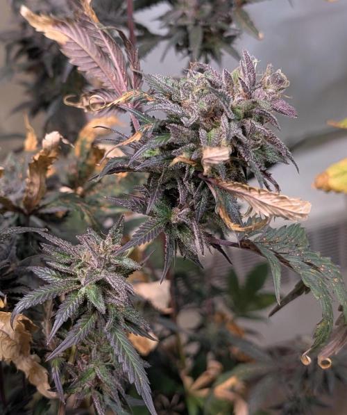 Gold Bar Kush. Week 25