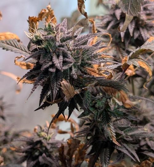 Gold Bar Kush. Week 25